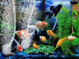 Goldfish Aquarium Setup