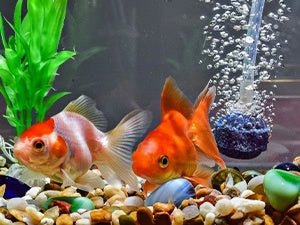 Improve Water Quality